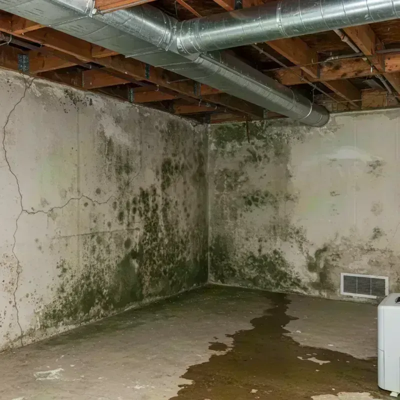 Professional Mold Removal in Newaygo, MI